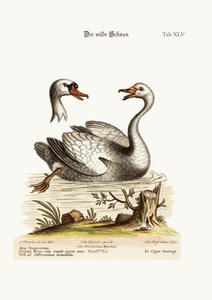 野生の白鳥、1749-73